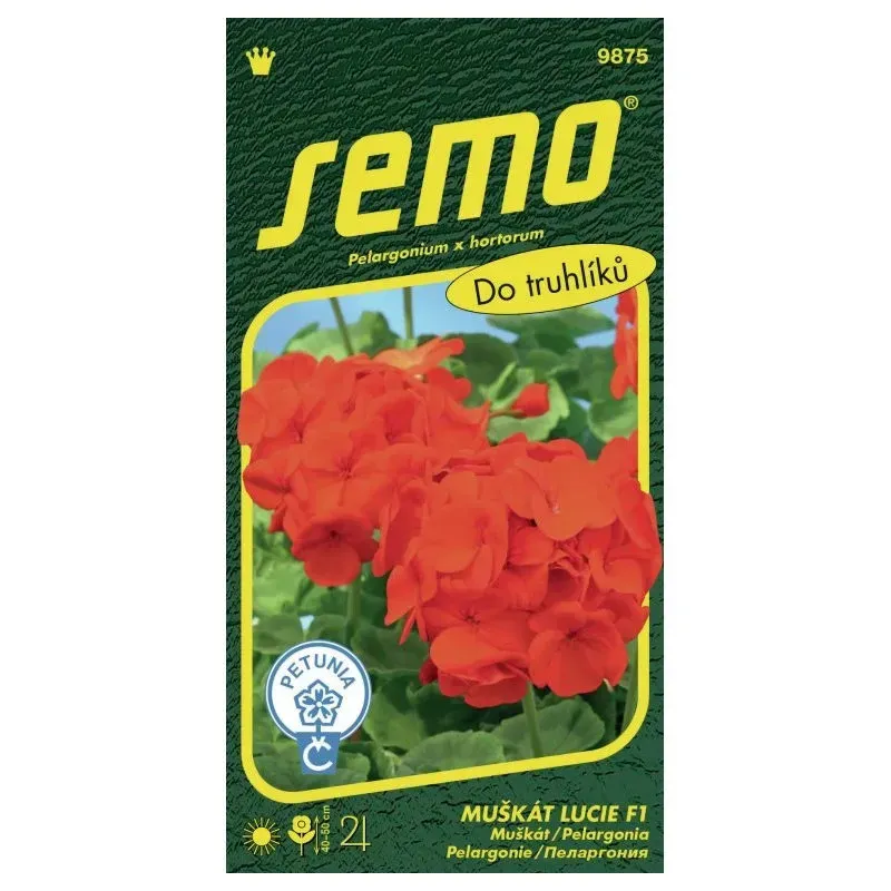 Balónovec veľkokvetý MIX Balónovec veľkokvetý MIX