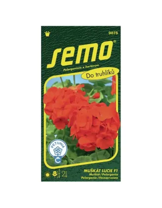 Balónovec veľkokvetý MIX