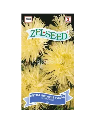 Astra ihlicová vysoká žltá
