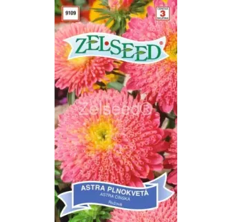 Astra plnokvetá ružová