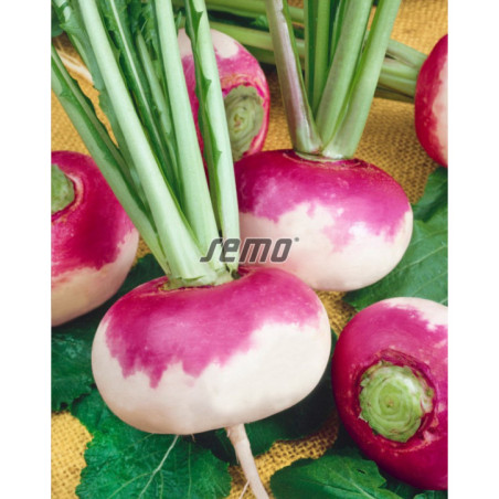 Vodnica Primera