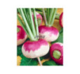 Vodnica Primera
