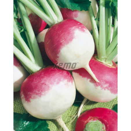 Vodnica Purple Top