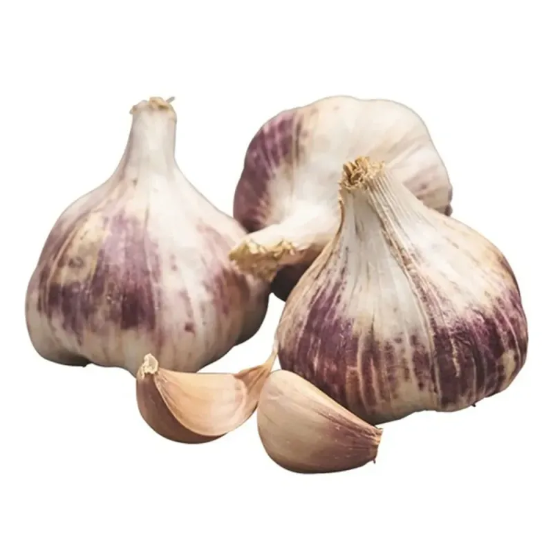 Cesnak sadbový Germidour 50/60 mm nepaličiak 3 ks Cesnak sadbový Germidour 50/60 mm nepaličiak 3 ks