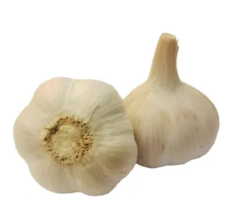 Cesnak sadbový Havel zimný paličiak 4 ks