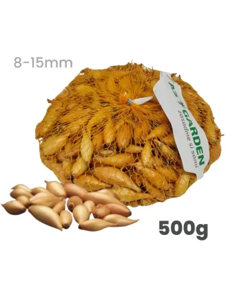 Cibuľa sadzačka Birnformige 500 g 8-15 mm