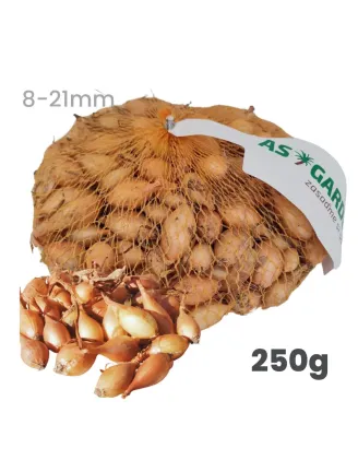 Cibuľa sadzačka Senshyu Yellow ozimná 250 g 8-21 mm