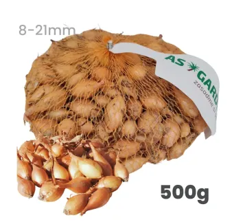 Cibuľa sadzačka Senshyu Yellow ozimná 500 g 8-21 mm