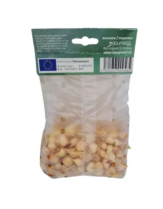 Cibuľa sadzačka Štutgart 300 g 8-21 mm