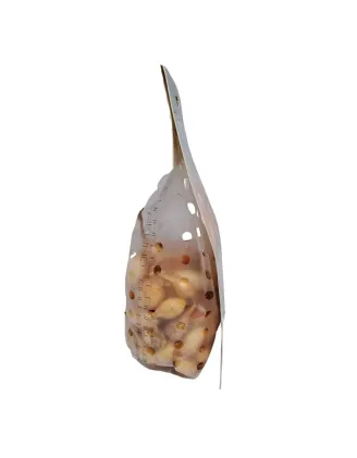Cibuľa sadzačka Všetana 300 g 8-21 mm