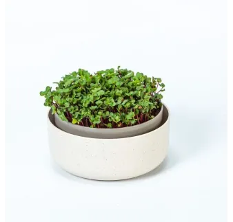 Microgreens slonová kosť klíčky