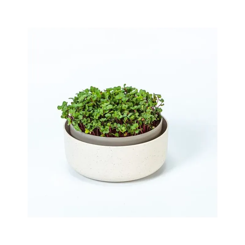 Microgreens slonová kosť klíčky
