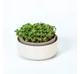 Microgreens slonová kosť klíčky