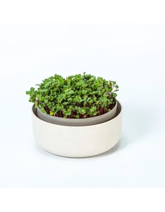 Microgreens slonová kosť klíčky