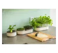 Microgreens slonová kosť klíčky