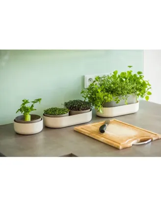 Microgreens slonová kosť klíčky