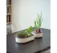 Veľká farma Microgreens+Regrow slonová kosť klíčky