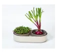 Veľká farma Microgreens+Regrow slonová kosť klíčky
