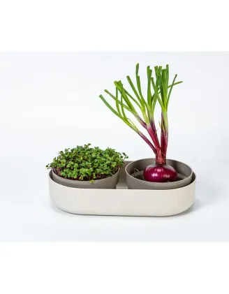 Veľká farma Microgreens+Regrow slonová kosť klíčky