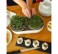 Veľká farma Microgreens+Regrow slonová kosť klíčky