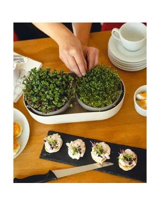 Veľká farma Microgreens+Regrow slonová kosť klíčky