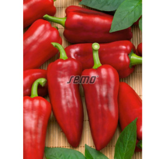Paprika zeleninová kápia Rafaela F1
