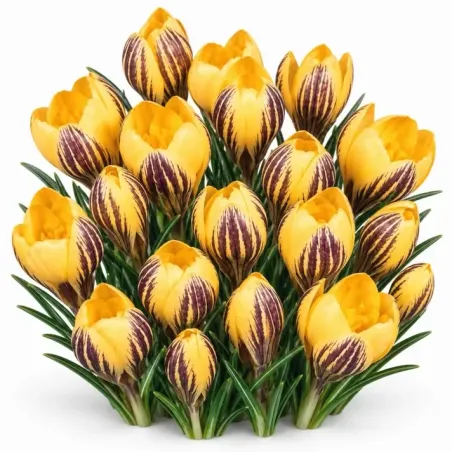 Krokus Saturnus žltý-pruovaný