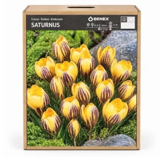 Krokus Saturnus žltý-pruovaný