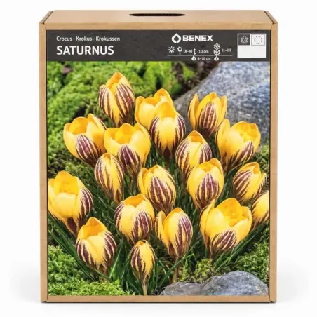 Krokus Saturnus žltý-pruovaný