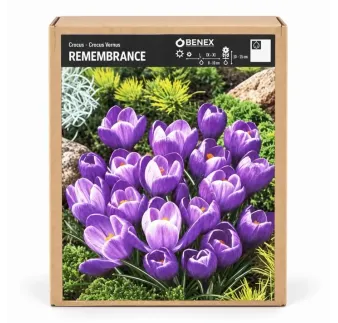 Krokus Remembrance – fialový jarný krokus