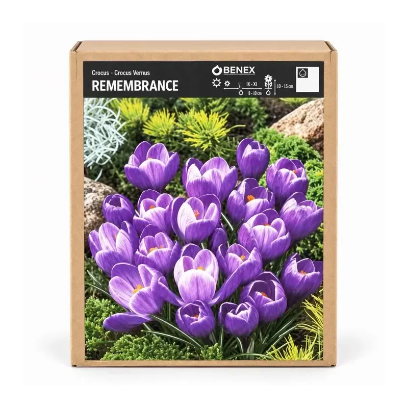 Krokus Remembrance – fialový jarný krokus Krokus Remembrance – fialový jarný krokus