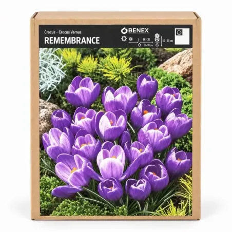 Krokus Remembrance – fialový jarný krokus