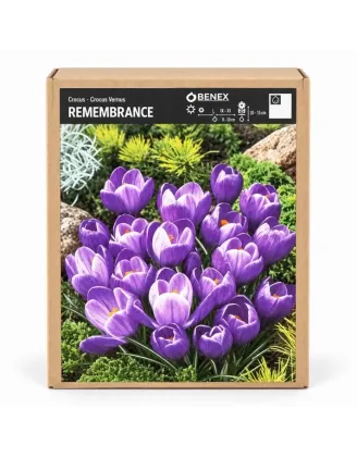 Krokus Remembrance – fialový jarný krokus