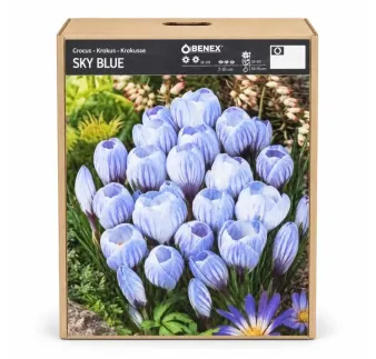Krokus Sky Blue – svetlomodrý jarný krokus