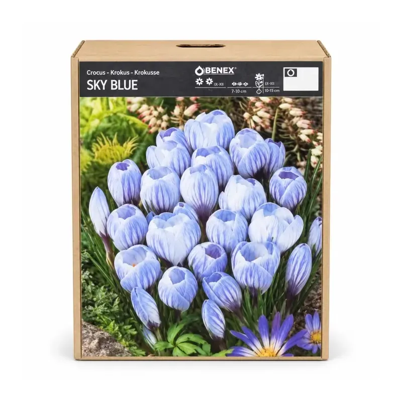 Krokus Sky Blue – svetlomodrý jarný krokus Krokus Sky Blue – svetlomodrý jarný krokus