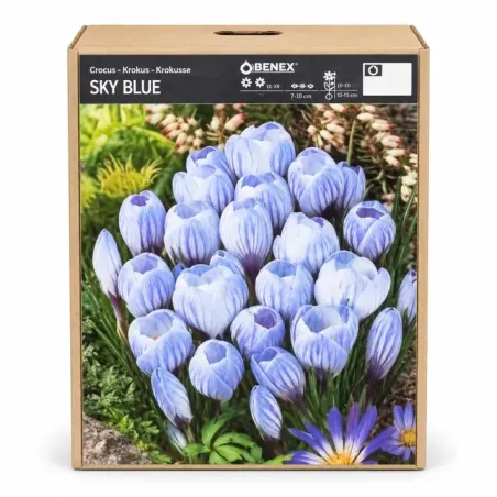 Krokus Sky Blue – svetlomodrý jarný krokus
