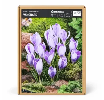 Krokus Vanguard – veľkokvetý svetlofialový krokus