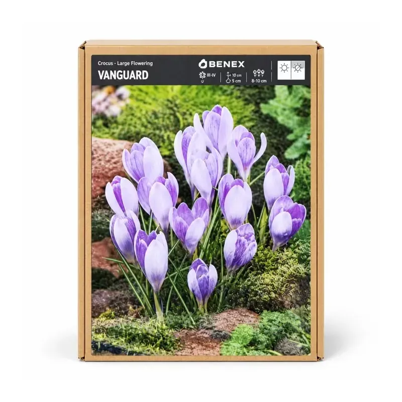 Krokus Vanguard – veľkokvetý svetlofialový krokus Krokus Vanguard – veľkokvetý svetlofialový krokus