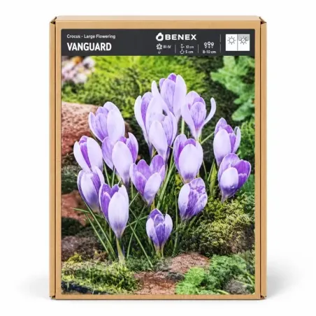Krokus Vanguard – veľkokvetý svetlofialový krokus