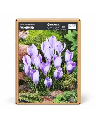 Krokus Vanguard – veľkokvetý svetlofialový krokus