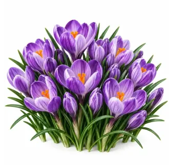 Krokus Grand Maître – fialový veľkokvetý krokus