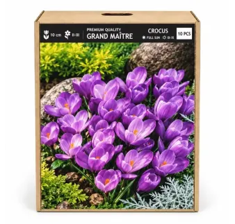 Krokus Grand Maître – fialový veľkokvetý krokus