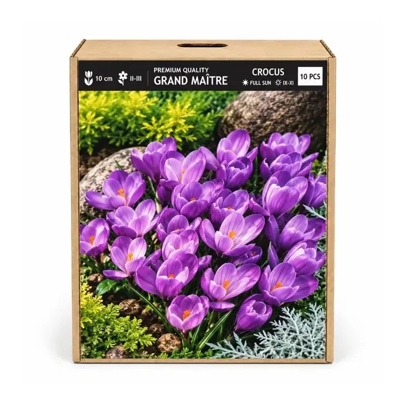 Krokus Grand Maître – fialový veľkokvetý krokus