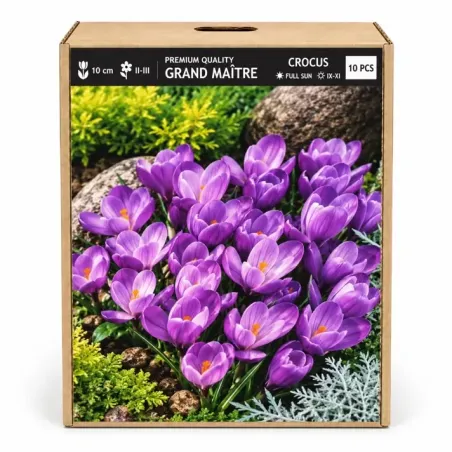 Krokus Grand Maître – fialový veľkokvetý krokus