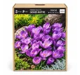 Krokus Grand Maître – fialový veľkokvetý krokus