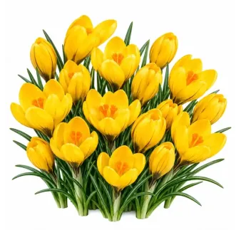 Krokus Golden Yellow – žltý veľkokvetý krokus