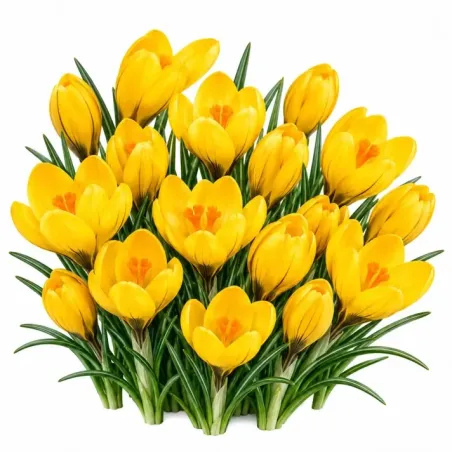 Krokus Golden Yellow – žltý veľkokvetý krokus