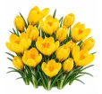 Krokus Golden Yellow – žltý veľkokvetý krokus Krokus Golden Yellow – žltý veľkokvetý krokus