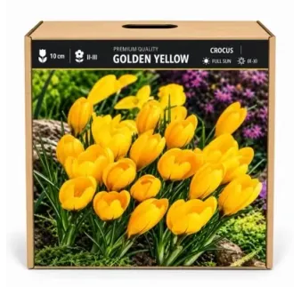 Krokus Golden Yellow – žltý veľkokvetý krokus