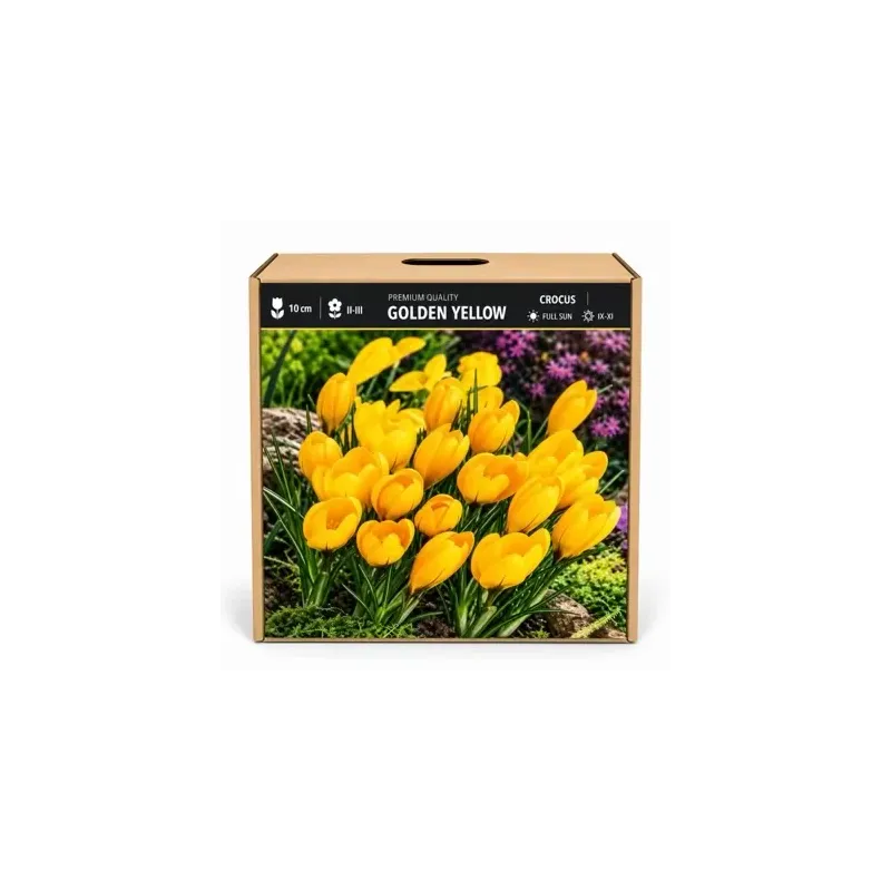 Krokus Golden Yellow – žltý veľkokvetý krokus Krokus Golden Yellow – žltý veľkokvetý krokus